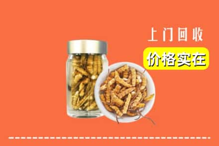 溪湖区回收散虫草